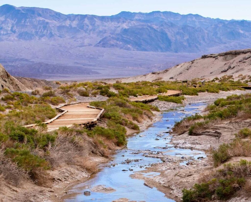 Salt Creek, Death Valley National Park. Salt Creek is a large spring, home to the endemic Salt Creek Pupfish. NPS photo