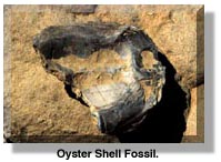 shell1