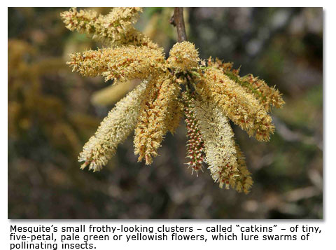 Catkins of a mesquite