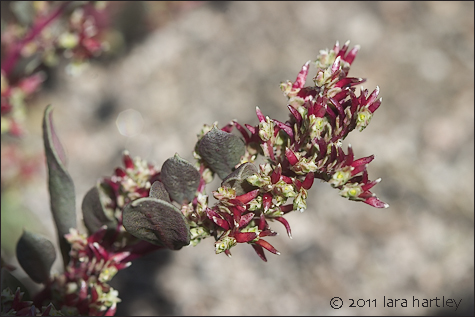 Calyptridium monandrum, Photo by Lara Hartley 
