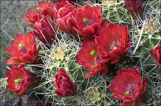 Small Flowering Desert Cactus Succulent Live Plant Mojave Mound Red Claret Cup 