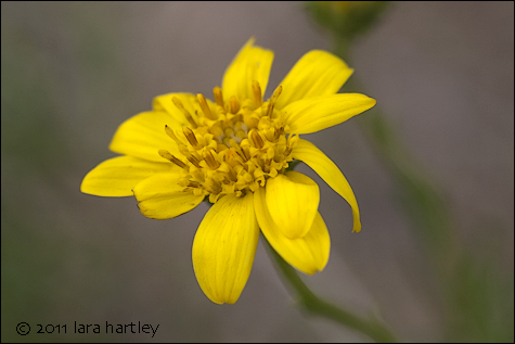 Ericameria linearifolia, Photo by Lara Hartley 