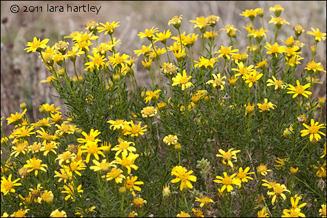 Ericameria linearifolia, Photo by Lara Hartley 