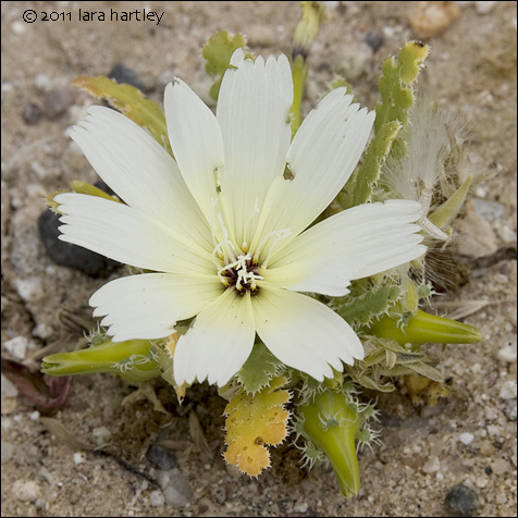 Glyptopleura marginata, Photo by Lara Hartley 