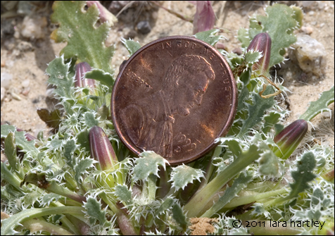 Penny for size - Glyptopleura marginata, Photo by Lara Hartley 