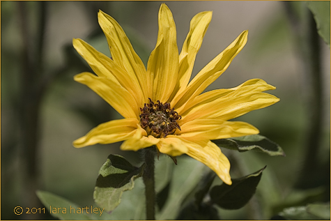 Helianthus annuus, Photo by Lara Hartley 