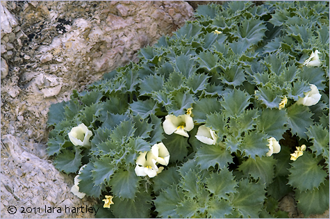 Holmgrenanthe petrophila