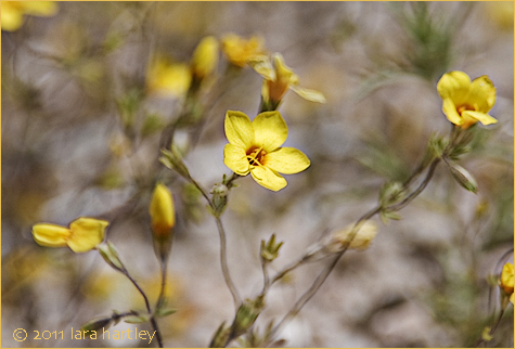 Leptosiphon aureus ssp. aureus, Photo by Lara Hartley 