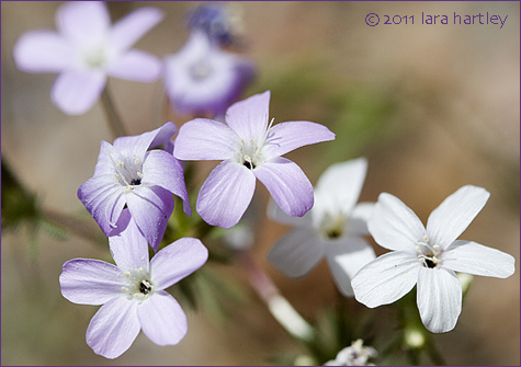 Leptosiphon breviculus, Photo by Lara Hartley 