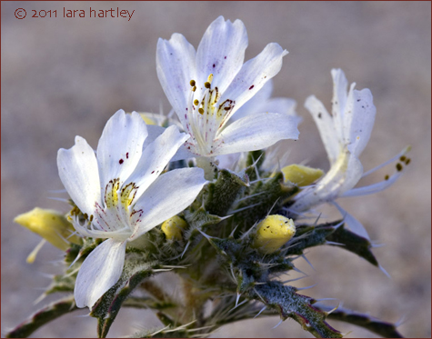 Loeseliastrum matthewsii