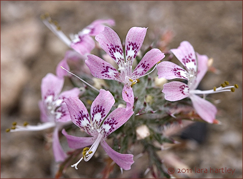 Loeseliastrum matthewsii