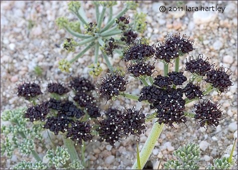 Lomatium mohavense