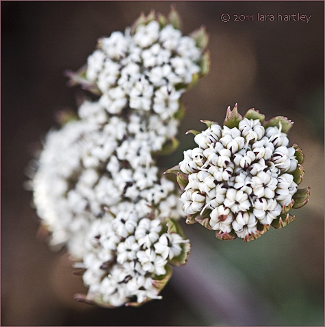 Lomatium nevadense var. parishii