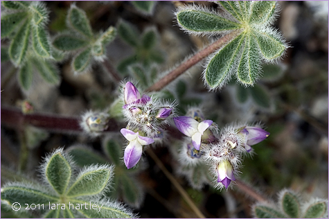 Lupinus concinnus