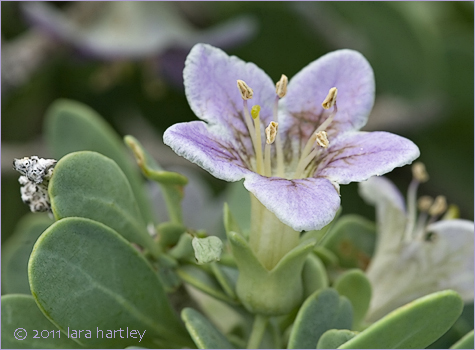 Lycium pallidum var. oligospermum