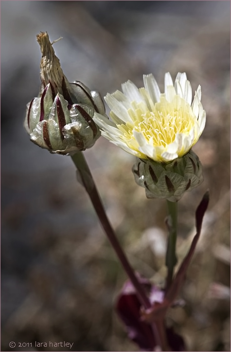 Malacothrix coulteri