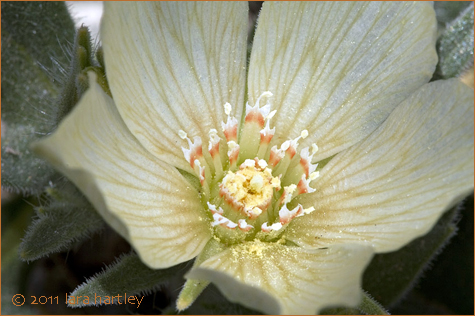 Mentzelia tridentata