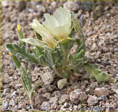 Mentzelia tridentata