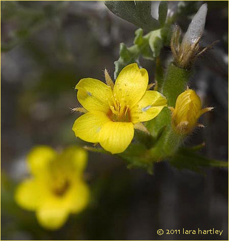 Mentzelia albicaulis