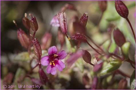 Mimulus androsaceus