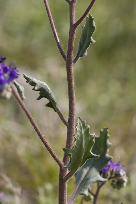 Phacelia crenulata leaves are crenate to deeply lobed