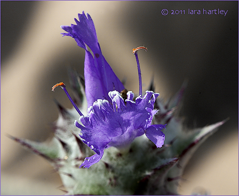 Thistle Sage Close Up showing bright orange anthers