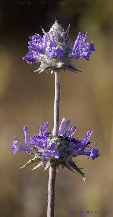 Thistle Sage