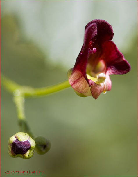 Desert Figwort