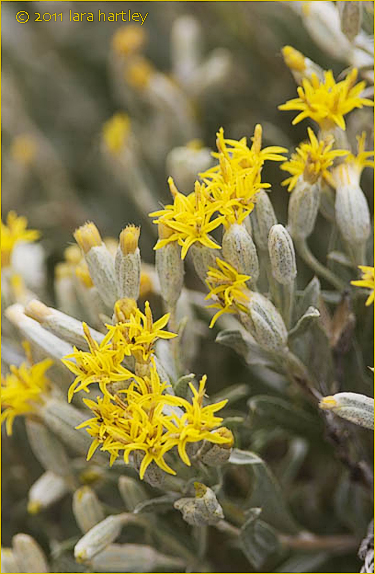 Spineless Horsebrush