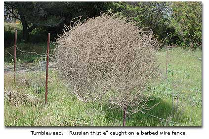 Tumbling tumbleweed is an invasive species