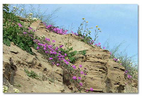 Desert Sand Verbena - Abronia villosa - DesertUSA