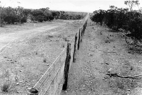 Taken from Library and Information Service of Western Australia (LISWA) Website. [1] Caption : Rabbit proof fence, 1926-1927. (Battye 000876d)