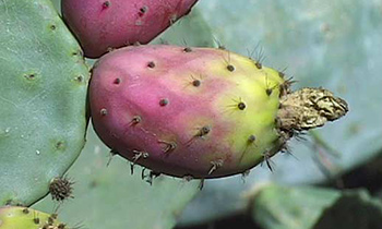 Prickly Pear Fruit