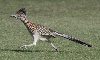 Roadrunner