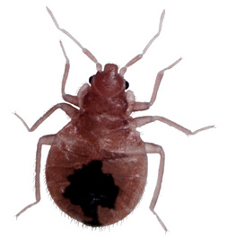 Bed Bug