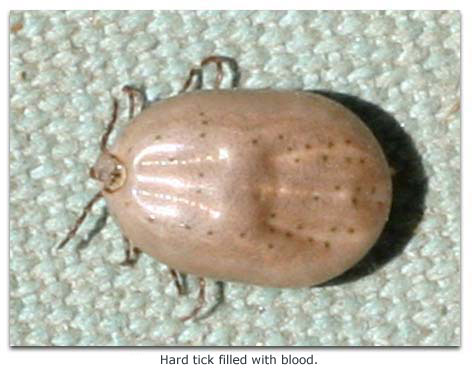 photo of hard tick filled with blood