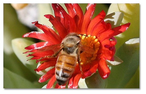 Honey bee on red flower