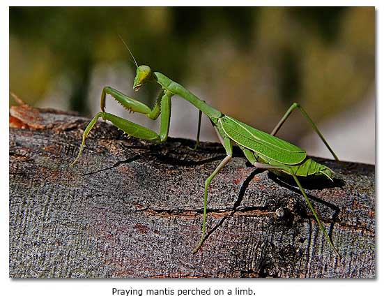 Praying Mantis