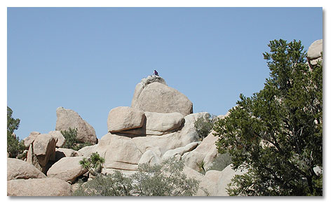 Rock Climber at top of one of Joshua Tree's rock formations.