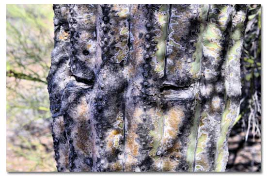 Saguaro Sight Line from the Burbridge Mapped Site