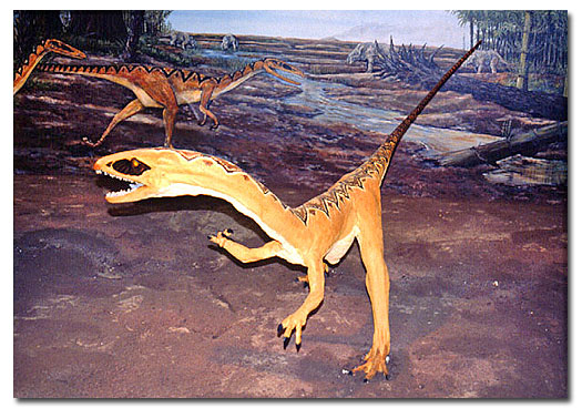 Dino on display 
