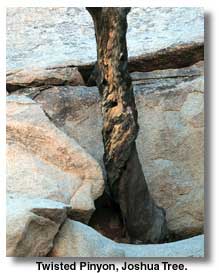 Twisted Pinyon, Joshua Tree