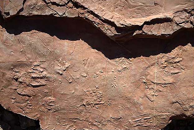 Tracks, including possible Dimetrodon tracks, found on a slab at the Discovery Site.