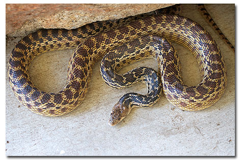 Gopher Snakes Desertusa