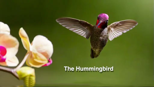 hummingbirds2s