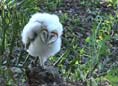Barn Owl Owlet